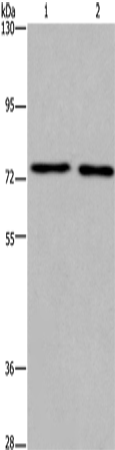 Anti-KCNQ4 Rabbit Polyclonal Antibody