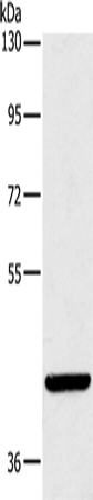 Anti-LILRA1 Rabbit Polyclonal Antibody