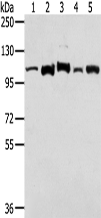 Anti-LONP1 Rabbit Polyclonal Antibody