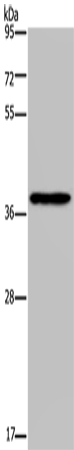 Anti-PCBP4 Rabbit Polyclonal Antibody