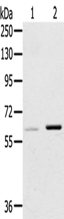 Anti-ME1 Rabbit Polyclonal Antibody