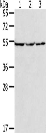 Anti-MMP23B Rabbit Polyclonal Antibody