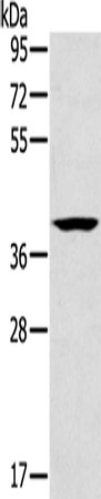 Anti-CAB39 Rabbit Polyclonal Antibody