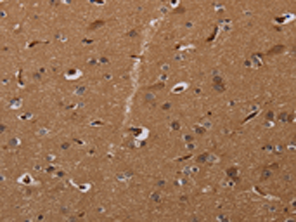 Anti-MOB1A Rabbit Polyclonal Antibody