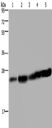 Anti-MOB1A Rabbit Polyclonal Antibody