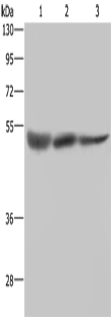 Anti-MST4 Rabbit Polyclonal Antibody