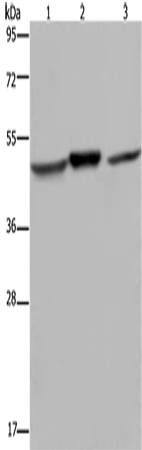 Anti-NDUFS2 Rabbit Polyclonal Antibody