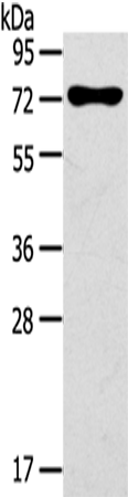 Anti-NOX3 Rabbit Polyclonal Antibody