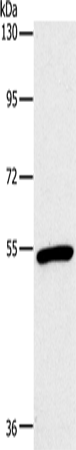 Anti-Oxytocin Receptor Rabbit Polyclonal Antibody