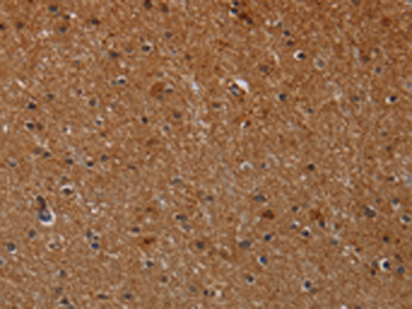 Anti-Cytochrome P450 1A2 Rabbit Polyclonal Antibody