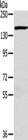Anti-PLXND1 Rabbit Polyclonal Antibody