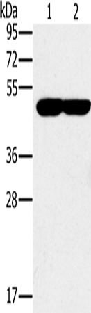 Anti-PPOX Rabbit Polyclonal Antibody