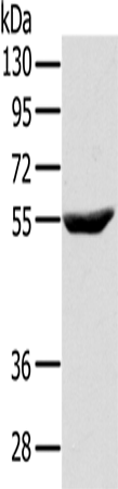 Anti-CYTH1 Rabbit Polyclonal Antibody