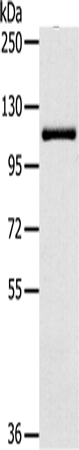 Anti-PTPN12 Rabbit Polyclonal Antibody