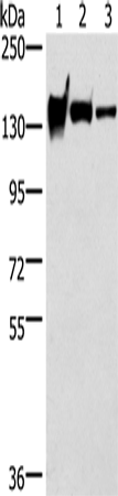 Anti-R Cadherin Rabbit Polyclonal Antibody