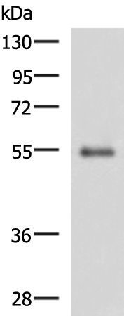 Anti-RHCG Rabbit Polyclonal Antibody