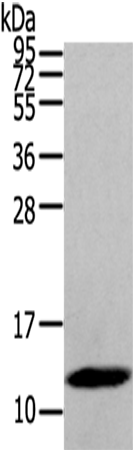 Anti-DEFB112 Rabbit Polyclonal Antibody