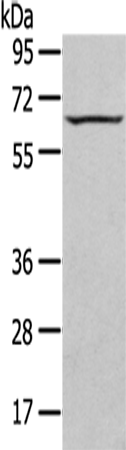 Anti-SEPN1 Rabbit Polyclonal Antibody