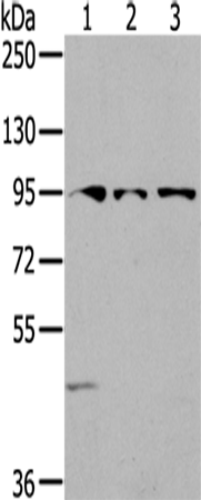Anti-Semaphorin 6A Rabbit Polyclonal Antibody