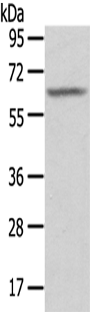 Anti-SGPL1 Rabbit Polyclonal Antibody