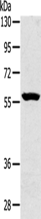 Anti-ZIP 5 Rabbit Polyclonal Antibody