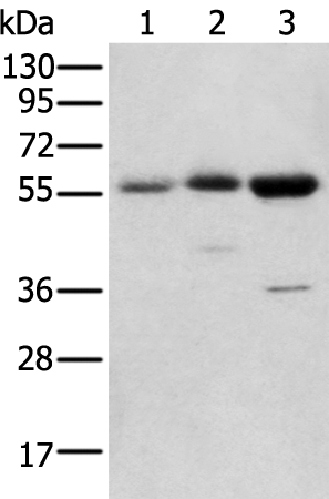 Anti-SLC41A2 Rabbit Polyclonal Antibody