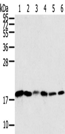 Anti-SNX3 Rabbit Polyclonal Antibody