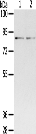 Anti-SPON1 Rabbit Polyclonal Antibody