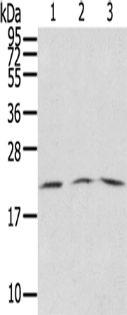 Anti-SSX5 Rabbit Polyclonal Antibody