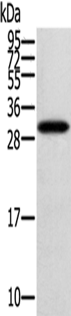 Anti-StARD5 Rabbit Polyclonal Antibody