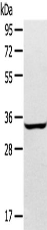 Anti-Syntaxin 2 Rabbit Polyclonal Antibody