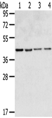 Anti-GPR15 Rabbit Polyclonal Antibody