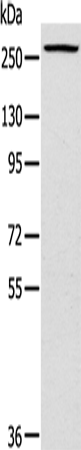 Anti-Talin 1 Rabbit Polyclonal Antibody