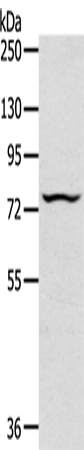 Anti-Antigen Peptide Transporter 2 Rabbit Polyclonal Antibody