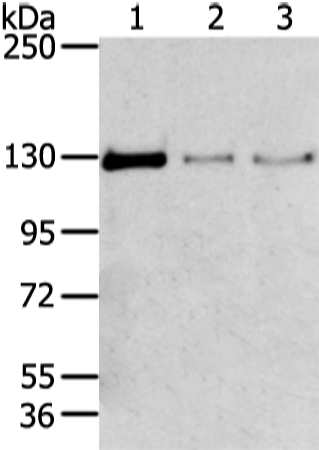 Anti-TRIM24 Rabbit Polyclonal Antibody