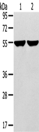 Anti-TRIM62 Rabbit Polyclonal Antibody
