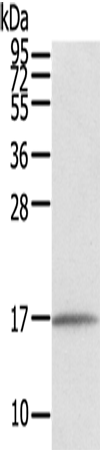 Anti-EVA1A Rabbit Polyclonal Antibody