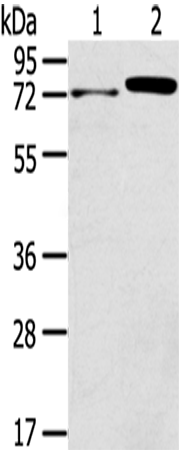 Anti-TNIP1 Rabbit Polyclonal Antibody
