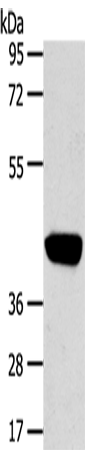 Anti-PRSS50 Rabbit Polyclonal Antibody