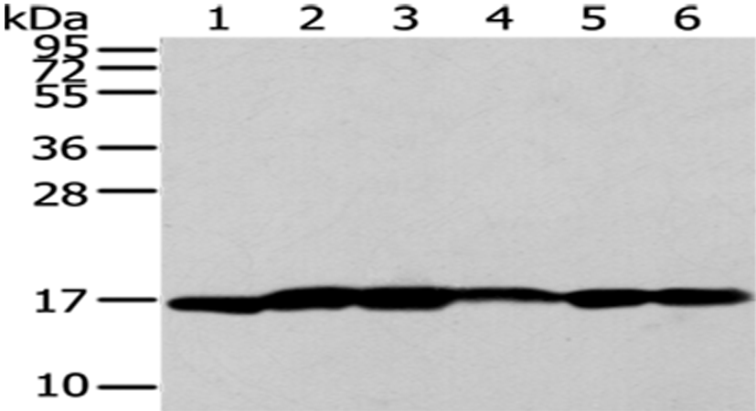 Anti-Urotensin 2B Rabbit Polyclonal Antibody