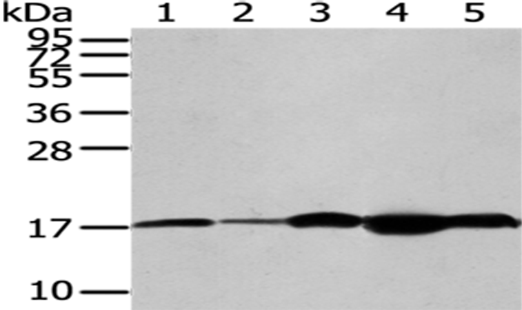 Anti-VAMP2 Rabbit Polyclonal Antibody