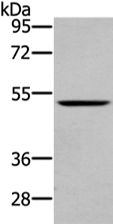 Anti-WAVE 2 Rabbit Polyclonal Antibody