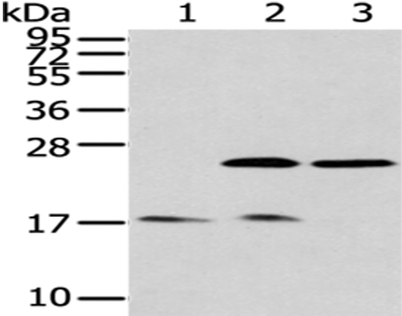 Anti-Podoplanin Rabbit Polyclonal Antibody