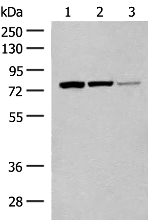 Anti-HNF 1 alpha Rabbit Polyclonal Antibody
