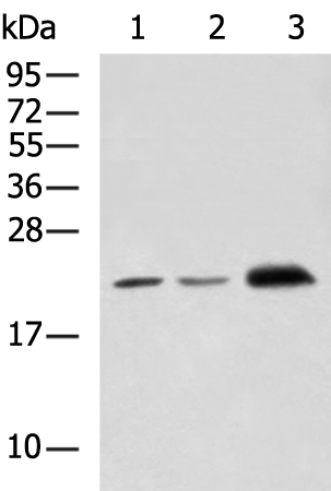 Anti-FGF6 Rabbit Polyclonal Antibody