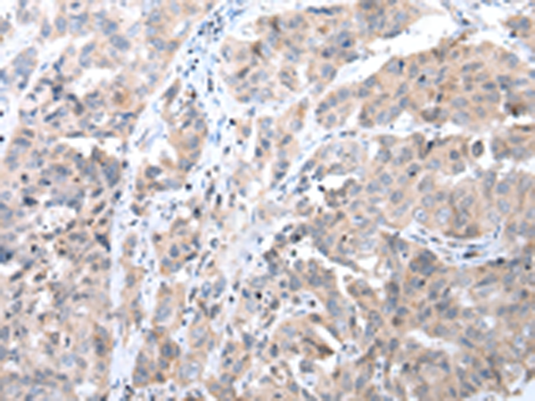 Anti-COX7C Rabbit Polyclonal Antibody