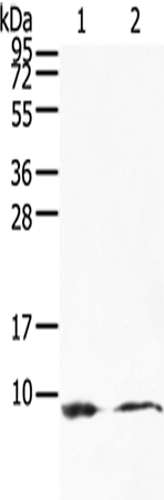 Anti-COX7C Rabbit Polyclonal Antibody