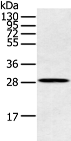 Anti-Claudin 25 Rabbit Polyclonal Antibody