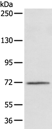 Anti-FOXP4 Rabbit Polyclonal Antibody