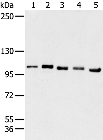 Anti-GANAB Rabbit Polyclonal Antibody